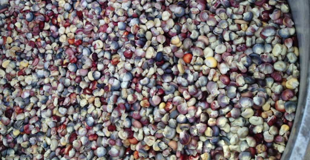multi-coloured corn kernels