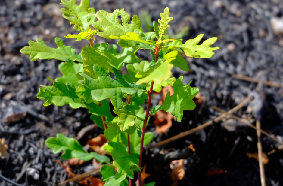 A small oak sapling with bright yellow-green leaves is growing against an otherwise bleak background of ashy soil.